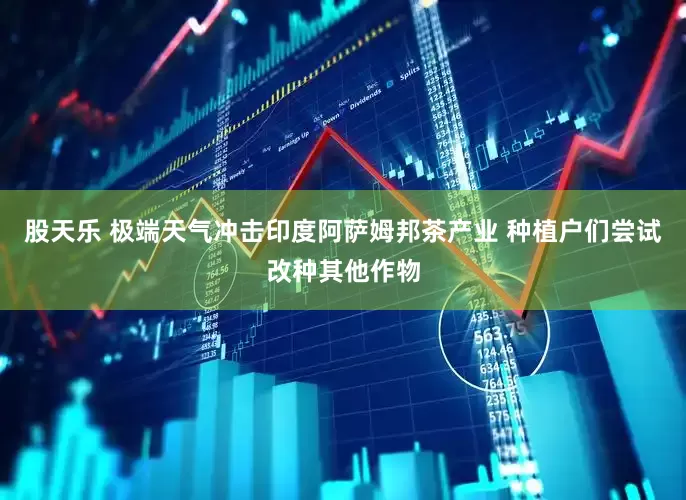股天乐 极端天气冲击印度阿萨姆邦茶产业 种植户们尝试改种其他作物